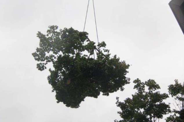 bomen velen